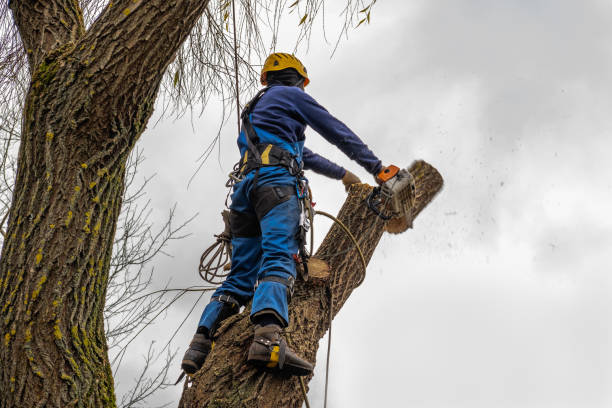 Why Choose Our Tree Removal Services in South Park, WY?